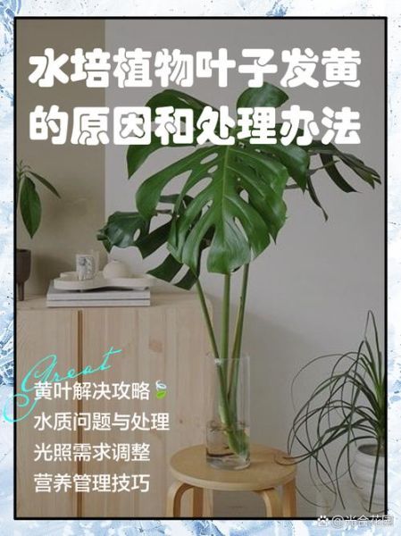 绿叶植物怎么养_绿叶发黄是什么原因