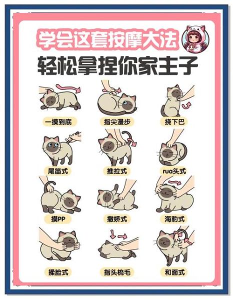 猫咪非常调皮怎么办_如何训练猫咪不拆家