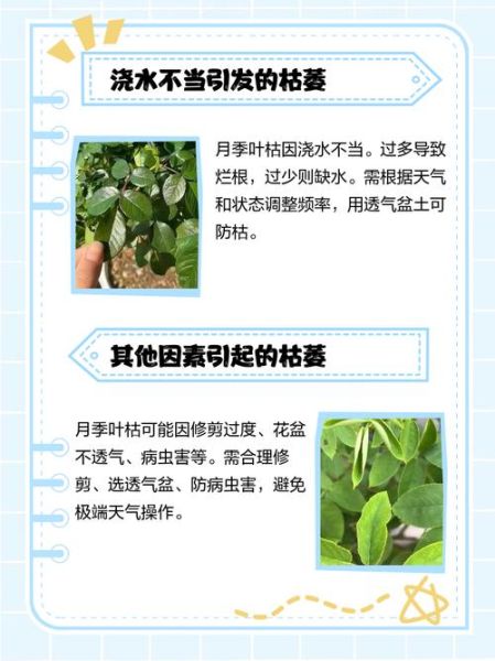 植物枯萎怎么办_如何预防叶片干枯