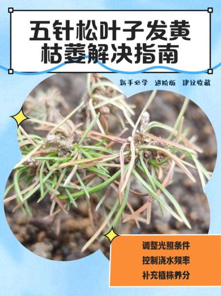 植物枯萎怎么办_如何预防叶片干枯