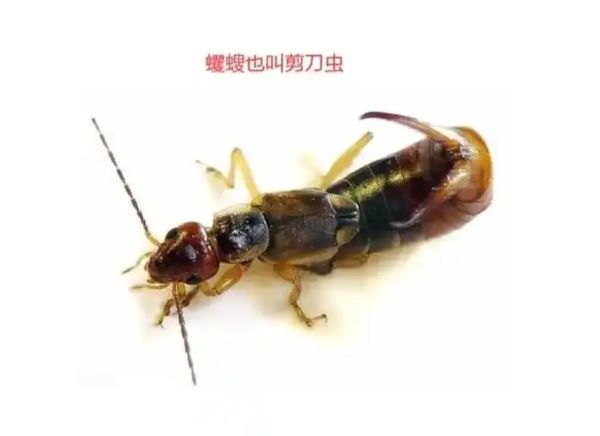虫子为什么叫_虫子怎么来的