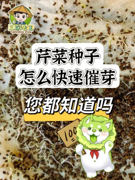 种子催芽需要几天_催芽最快的方法