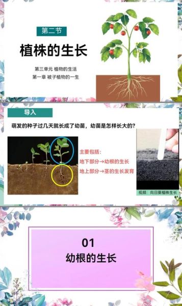 植物生长状态有哪些_如何判断植物生长状态