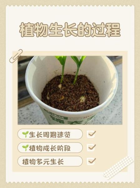 植物生长状态有哪些_如何判断植物生长状态
