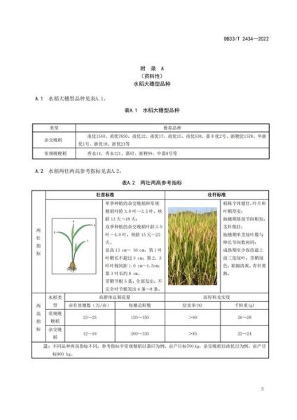 水稻种植技术_如何提高产量