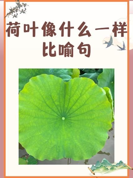荷叶像什么_荷叶的比喻有哪些