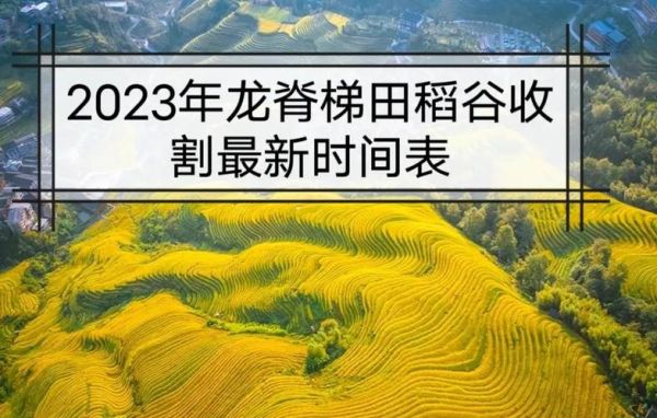 稻子什么时候收割_稻子黄了还能等几天