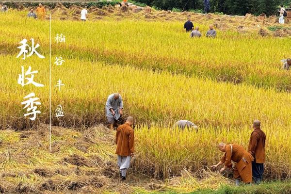 稻子什么时候收割_稻子黄了还能等几天