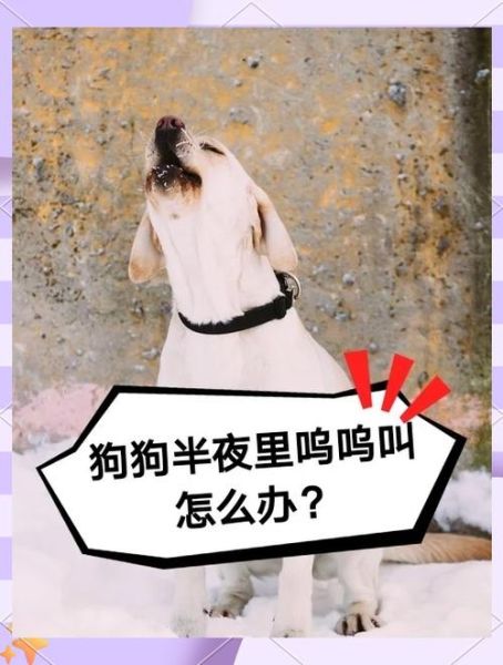 小狗为什么一直叫_小狗半夜叫怎么办