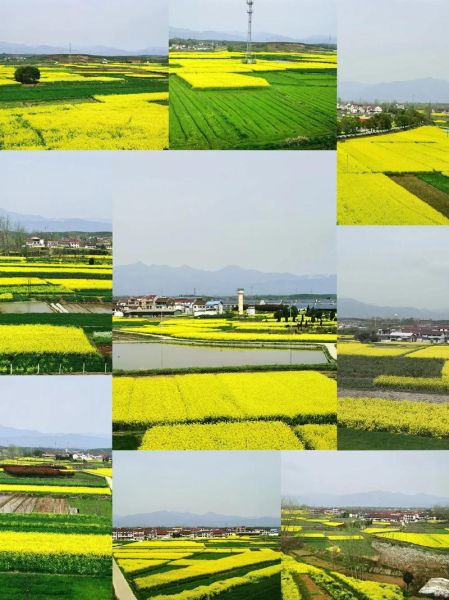 金黄黄的油菜花什么时候开_金黄黄的油菜花在哪里看