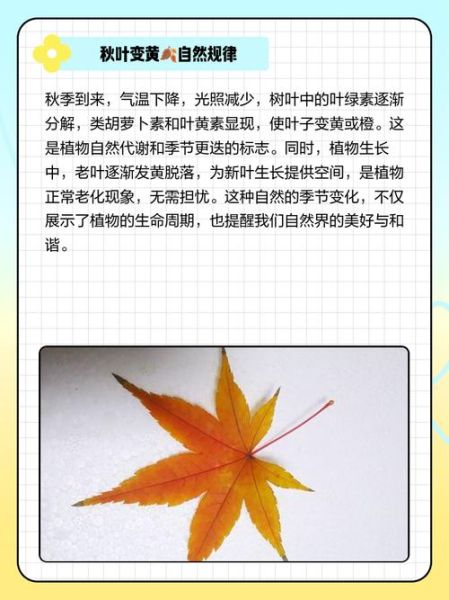 秋天小草为什么会变黄_秋天小草变黄的原因