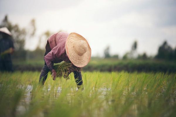 农民一词最早出现在哪里_农民词源演变过程