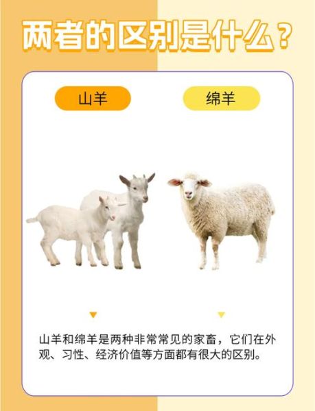 小羊为什么叫_小羊羔和羊宝宝区别在哪