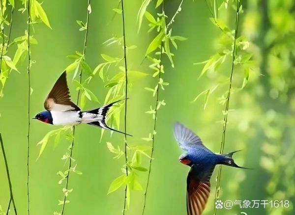 两只燕子代表什么_两只燕子飞进家里预示什么