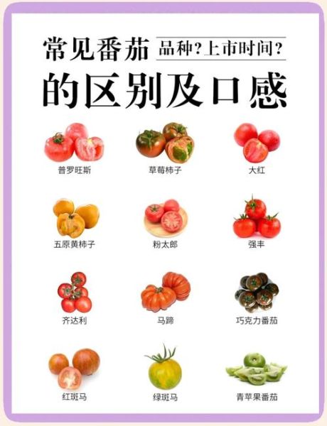 西红柿像什么词语_西红柿像什么水果