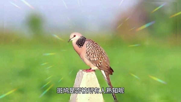 斑鸠的叫声像什么_斑鸠咕咕叫代表什么