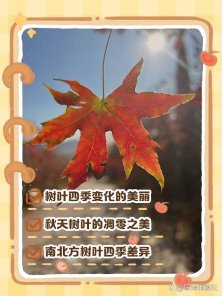 树叶为什么会落下_树叶落下代表什么季节