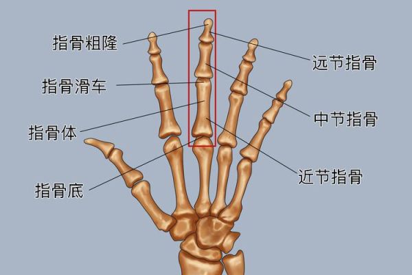手骨结构图怎么看_手指骨头名称有哪些