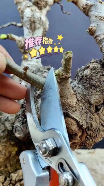 树枝断了怎么处理_树木修剪后伤口怎么保护