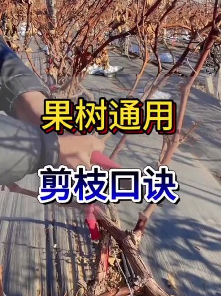 树枝断了怎么处理_树木修剪后伤口怎么保护