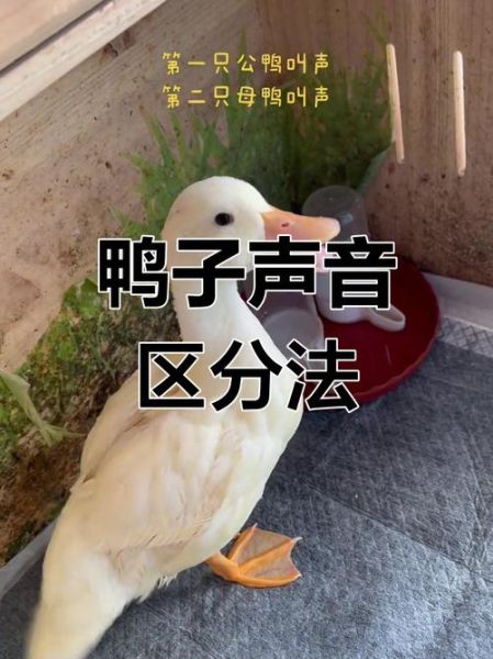 鸭子为什么嘎嘎叫_鸭子怎么分辨公母