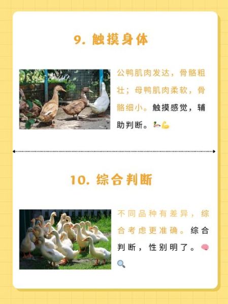 鸭子为什么嘎嘎叫_鸭子怎么分辨公母