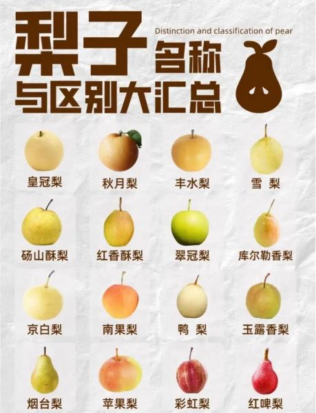 梨子怎么挑选_梨子有哪些品种