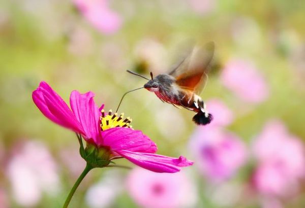 秋虫的叫声有哪些_秋虫为什么晚上叫