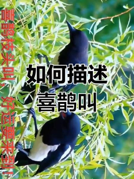喜鹊报喜的寓意是什么_喜鹊叫声代表什么