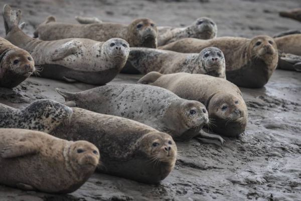 海豹怎么读_海豹生活在哪里