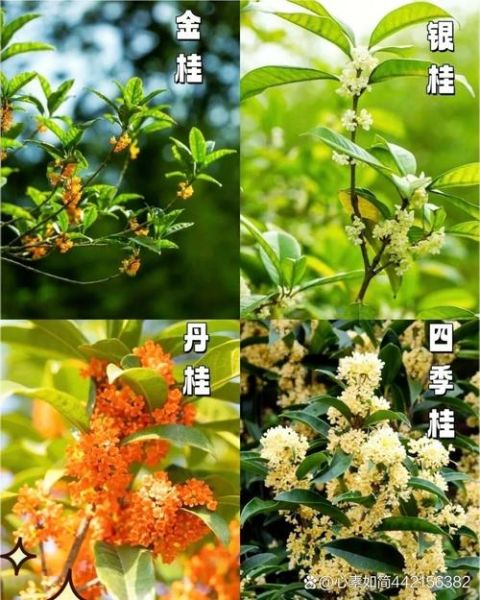 丹桂的花语是什么_丹桂与金桂区别