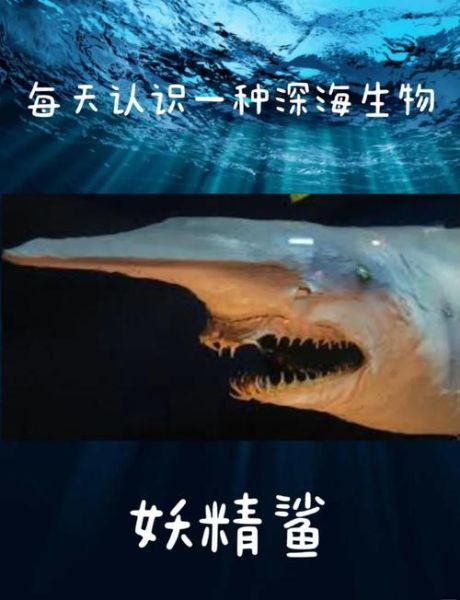鲨鱼为什么攻击人类_鲨鱼最怕什么声音