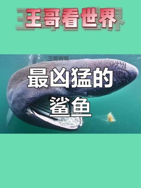 鲨鱼为什么攻击人类_鲨鱼最怕什么声音