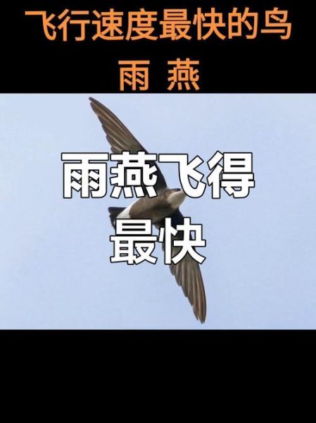 燕子飞行速度有多快_燕子为什么飞得低