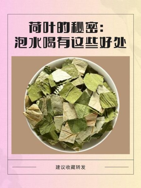 荷叶的功效与作用_荷叶怎么泡水喝