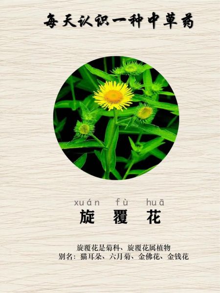 野花有哪些品种_如何识别常见野花