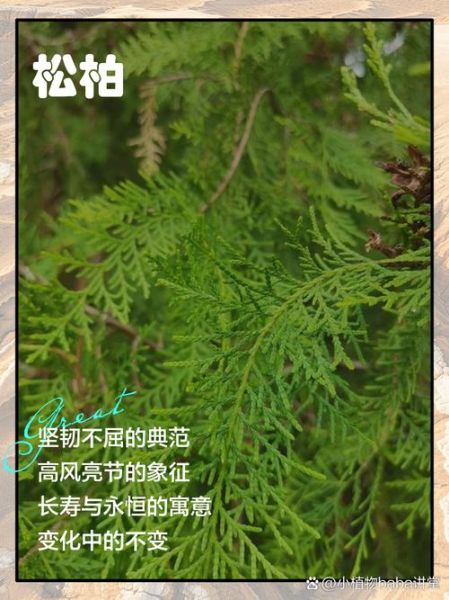 松柏寓意是什么_松柏象征意义有哪些