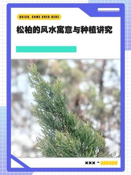 松柏寓意是什么_松柏象征意义有哪些