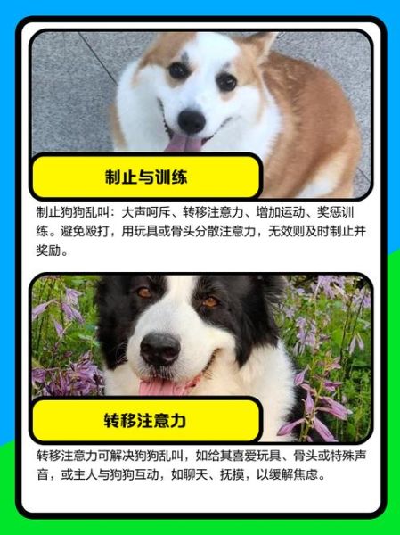 为什么狗狗总是乱叫_怎么训练狗狗不乱叫