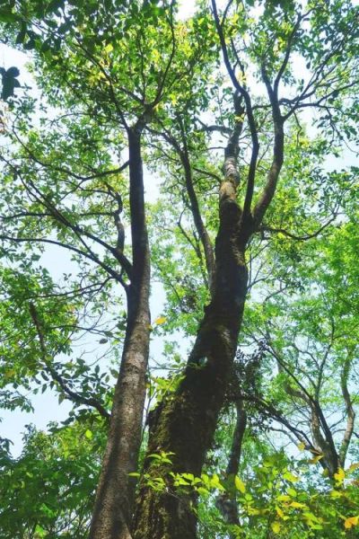 山里适合种什么树_山里种什么树最赚钱