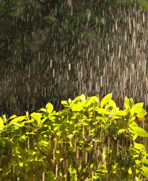 春雨绵绵_春雨有哪些特点
