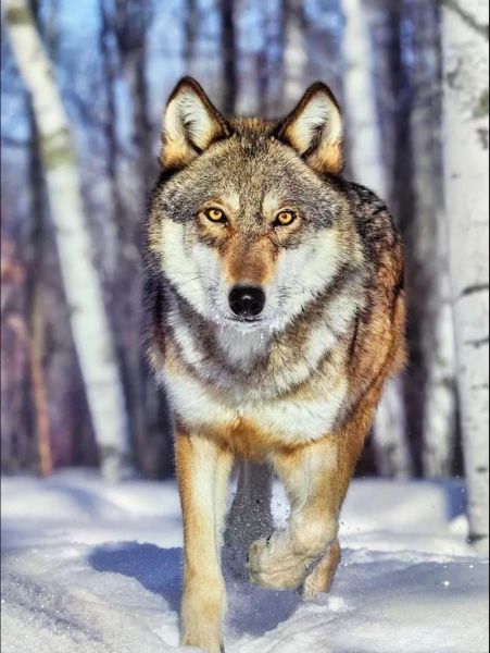 狼的凶猛特征有哪些_如何描写狼的野性