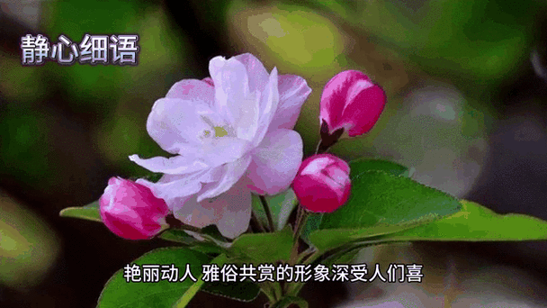什么是动态描写_动态描写的作用有哪些