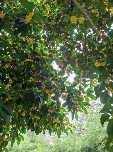 桂花很香是什么原因_桂花很香能持续多久