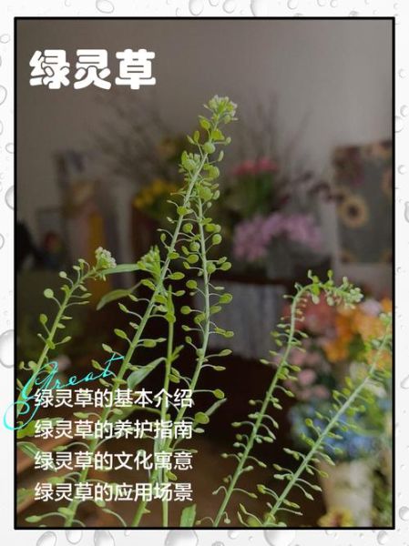 绿绿的草怎么形容_绿绿的草有哪些品种