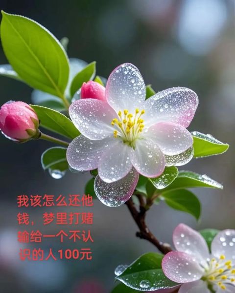梦到输钱是什么征兆_梦到输钱预示什么