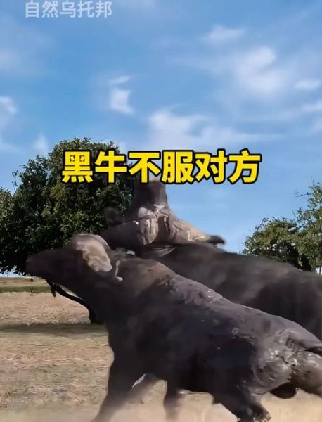 梦到黑牛是什么意思_黑牛梦境预示什么