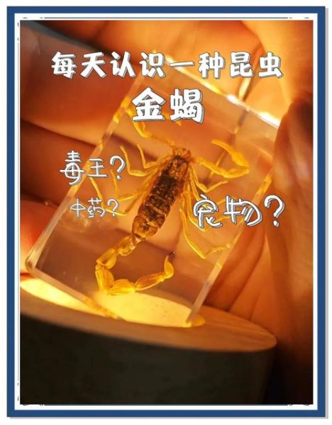 看见蝎子有财运吗_蝎子出现预示什么