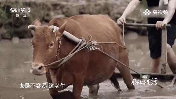 梦到牛犁地是什么意思_牛犁地梦境解析