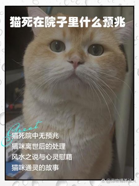 梦到猫死了是什么意思_如何化解不安情绪